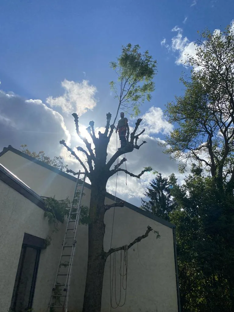 Démontage d’un arbre par sections, étape qui précède le traitement de la souche