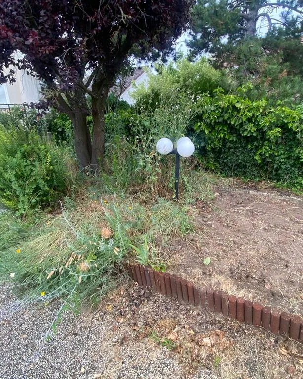 Avant : massif envahi d’herbes hautes et de chardons au pied du même arbre
