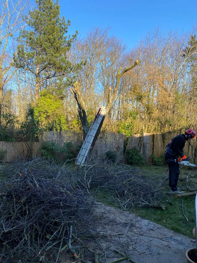 Débroussaillage d’un terrain avec végétation dense