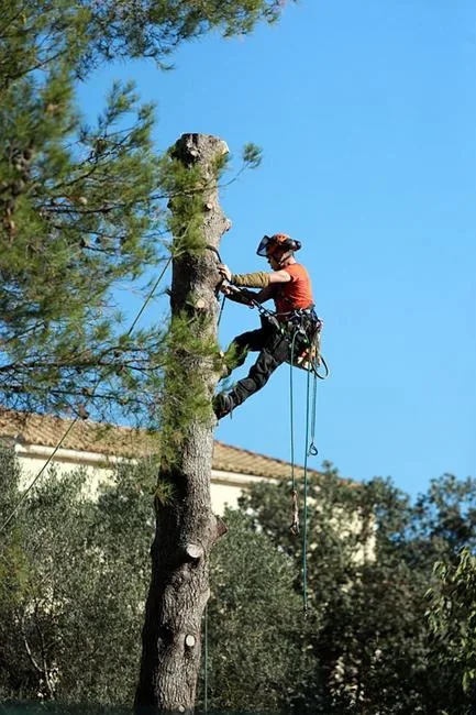 Arboriste grimpeur équipé d’un casque et d’un harnais
