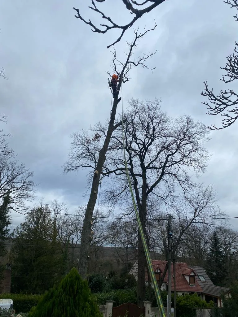 Intervenant en hauteur dans un grand arbre