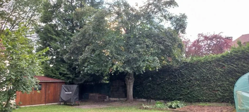 Grand arbre dans un jardin avant intervention