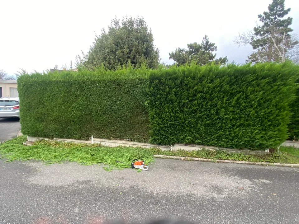 Grande haie après intervention