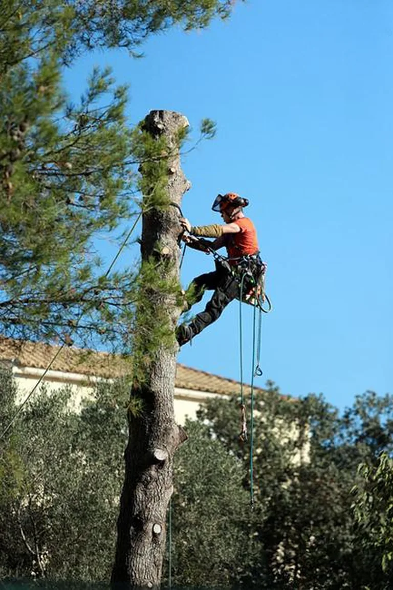 Arboriste grimpeur équipé dans un arbre