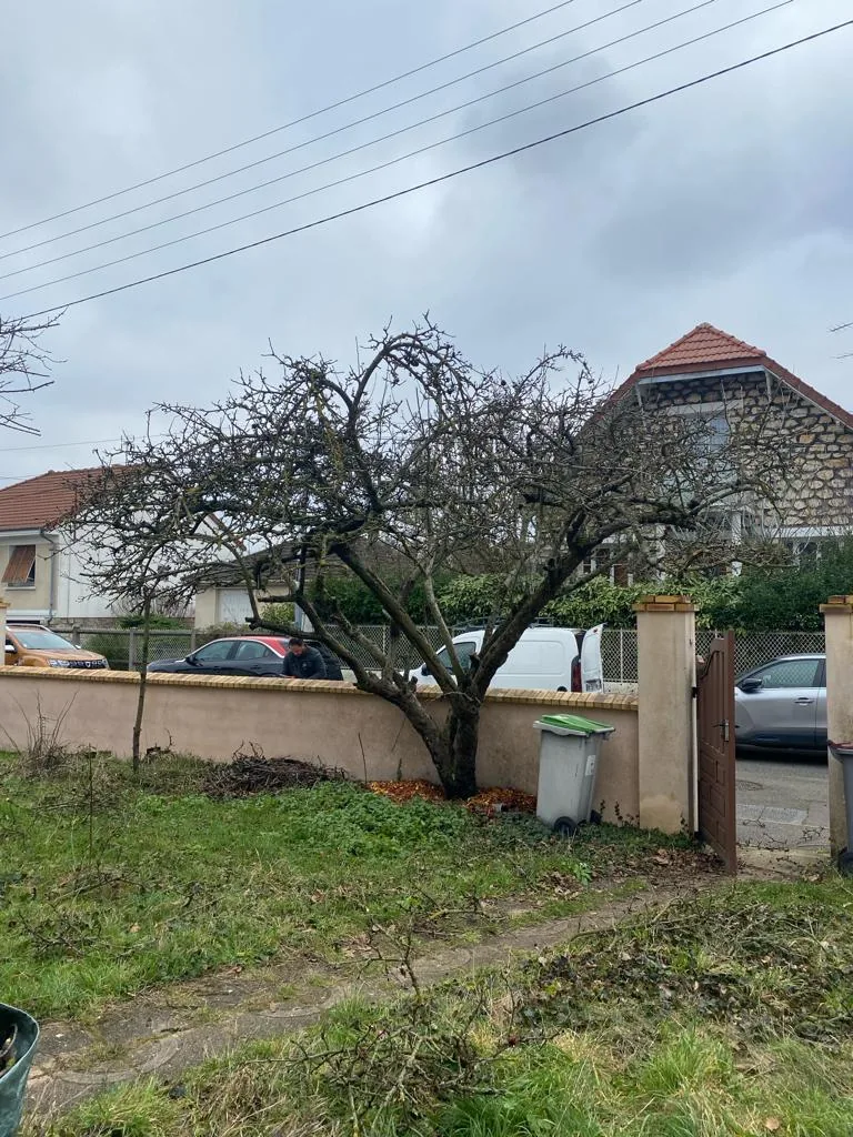 Arbre taillé dans un jardin résidentiel